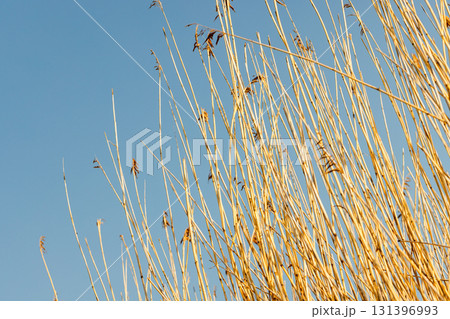 Close-up view of tall, dried reed illuminated by sun against a bright blue sky Close-up view of tall, dried reed illuminated by sun against a bright blue sky 131396993