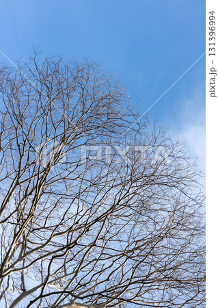 Leafless tree branches stretch upward against a crisp blue sky Leafless tree branches stretch upward against a crisp blue sky 131396994