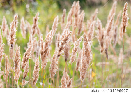 A close view of tan reed plumes in a sunlit field. Warm beige tones A close view of tan reed plumes in a sunlit field. Warm beige tones 131396997