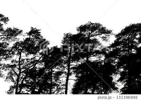 Silhouetted pines stretch upward, forming a black canopy on white background Silhouetted pines stretch upward, forming a black canopy on white background 131396998