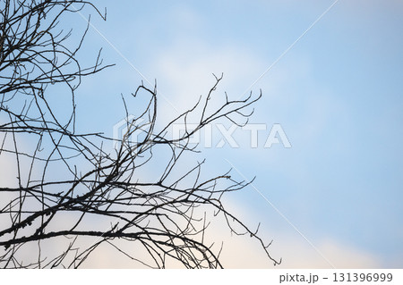 Bare branches stretch across a calm blue sky, creating a stark silhouette 131396999