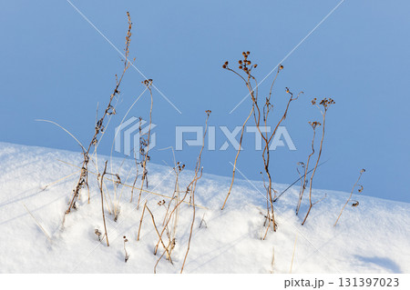 Dry grasses rise through fresh snow under a bright blue sky Dry grasses rise through fresh snow under a bright blue sky 131397023
