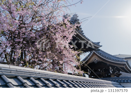 春の常念寺の景色 春の常念寺の景色 131397570