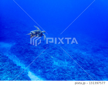 珊瑚礁を泳ぐ海亀 珊瑚礁を泳ぐ海亀 131397577