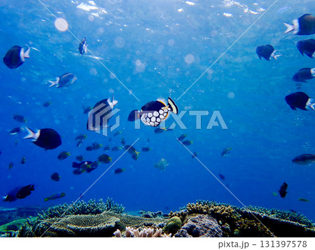 キラキラなモンガラカワハギ 131397578