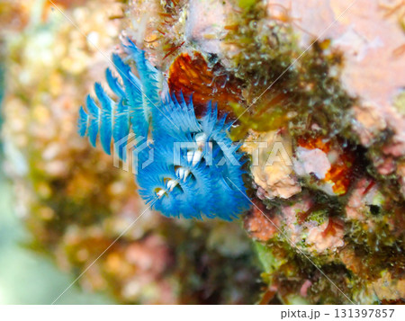 青いイバラカンザシ 青いイバラカンザシ 131397857