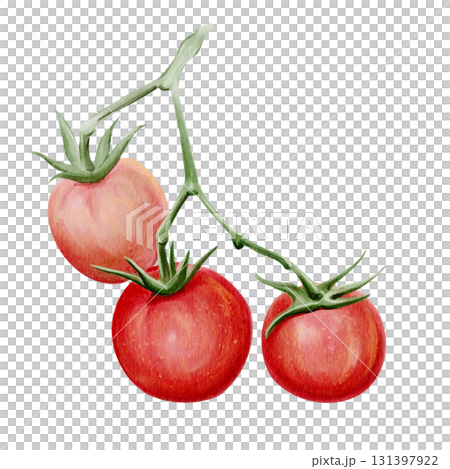 A branch with small red tomatoes. Green leaves. Botanical illustration. Ripe vegetables. Watercolor, hand-drawn. Isolated from the background. High quality illustration A branch with small red tomatoes. Green leaves. Botanical illustration. Ripe vegetables. Watercolor, hand-drawn. Isolated from the background. High quality illustration 131397922