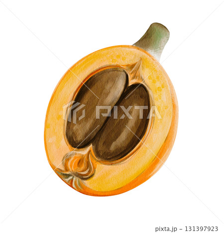 medlar and loquat, an exotic fruit. Orange sweet fruit on a twig. Half and two brown seeds. Watercolor illustration, hand-drawn. High quality illustration 131397923