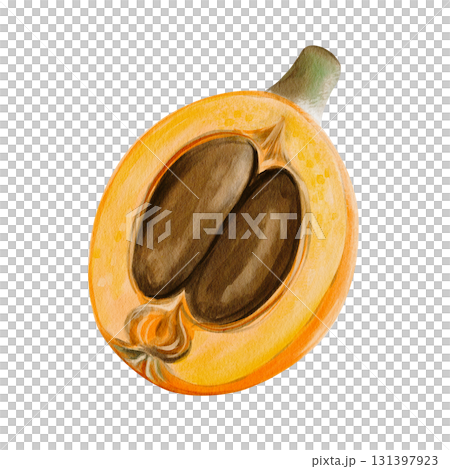 medlar and loquat, an exotic fruit. Orange sweet fruit on a twig. Half and two brown seeds. Watercolor illustration, hand-drawn. High quality illustration 131397923