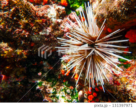 トックリガンガゼモドキ 131397971