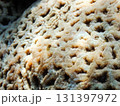 珊瑚の表面 131397972