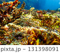 海藻と海綿 131398091