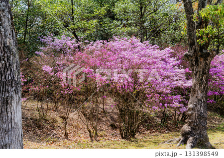 野外民族博物館リトルワールドの景色 野外民族博物館リトルワールドの景色 131398549