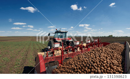 Bunch of fresh potatoes. Agricultural machinery, tractor on the field. Conception of harvest 131398623