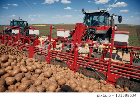 Bunch of fresh potatoes. Agricultural machinery, tractor on the field. Conception of harvest 131398634