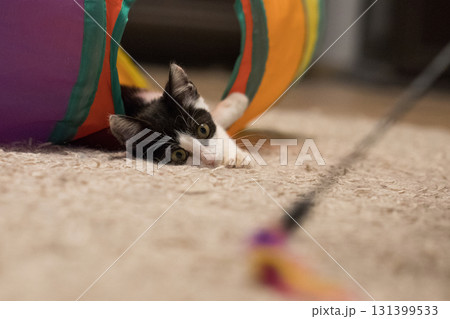Young cat pet lying in bright tunnel tube and playing feather wand. Happy kitten portrait Young cat pet lying in bright tunnel tube and playing feather wand. Happy kitten portrait 131399533