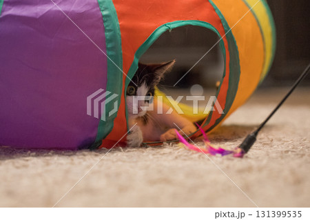Cute kitten sitting in colorful tunnel tube and playing feather wand at home 131399535