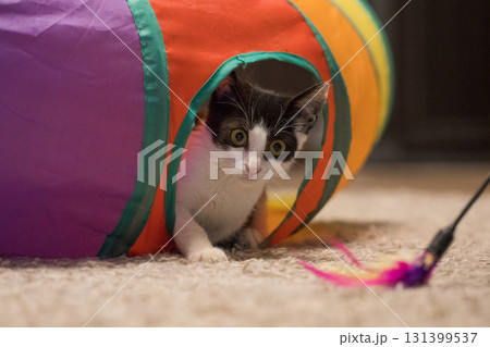 Little kitten sitting in colorful tunnel tube and playing feather wand at home Little kitten sitting in colorful tunnel tube and playing feather wand at home 131399537