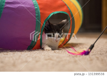Angry kitten sitting in colorful tunnel tube and playing feather wand at home Angry kitten sitting in colorful tunnel tube and playing feather wand at home 131399538
