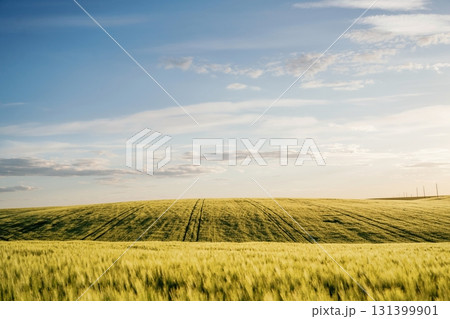 Amazing landscape of agricultural field. Rural non urban scene 131399901