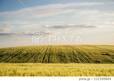 Amazing landscape of agricultural field. Rural non urban scene Amazing landscape of agricultural field. Rural non urban scene 131399904