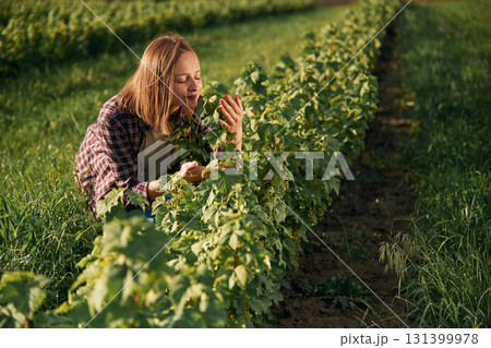 Top of the plants, growing process. Young woman is on the beautiful agricultural field at daytime Top of the plants, growing process. Young woman is on the beautiful agricultural field at daytime 131399978