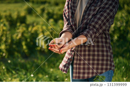 Plant in hands, holding and showing. Young woman is on the beautiful agricultural field at daytime Plant in hands, holding and showing. Young woman is on the beautiful agricultural field at daytime 131399999