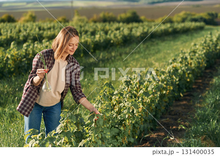 Checking the process of potato growing. Young woman is on the beautiful agricultural field at daytime Checking the process of potato growing. Young woman is on the beautiful agricultural field at daytime 131400035