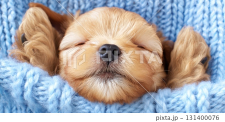 Puppy sleeping comfortably wrapped in a blue blanket 131400076