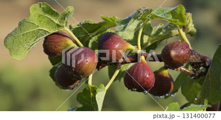 Fresh figs ripening on branch with morning dew Fresh figs ripening on branch with morning dew 131400077