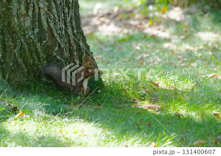 エゾリス 131400607