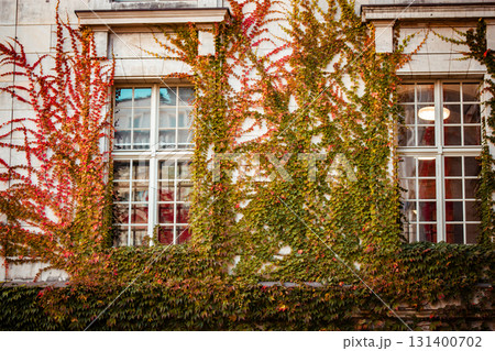 An old building facade adorned with vibrant red ivy in the autumn season creating a striking visual. Close-up view of vintage apartment house facade covered in vibrant red ivy during the autumn season 131400702