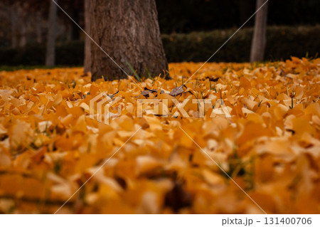 Golden ginkgo leaves cover the ground in a beautiful autumn scene. A tree trunk in the background. Autumnal parkland Golden ginkgo leaves cover the ground in a beautiful autumn scene. A tree trunk in the background. Autumnal parkland 131400706