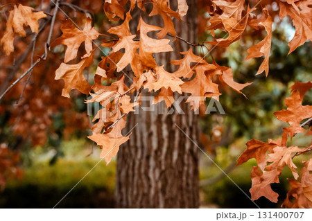 Golden oak leaves in autumn, a beautiful display of fall colors in nature. Close-up of autumnal oak leaves with a blurred tree trunk and background Golden oak leaves in autumn, a beautiful display of fall colors in nature. Close-up of autumnal oak leaves with a blurred tree trunk and background 131400707