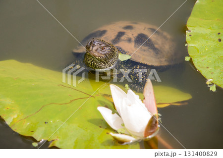 Small turtle tries to get to the leaf of water lily 131400829