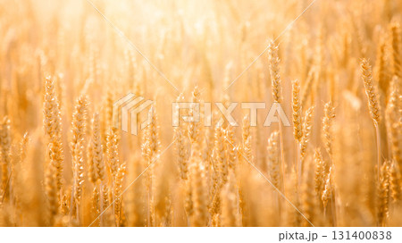 Panoramic picture of ripe wheat grain against bright day light in the field 131400838