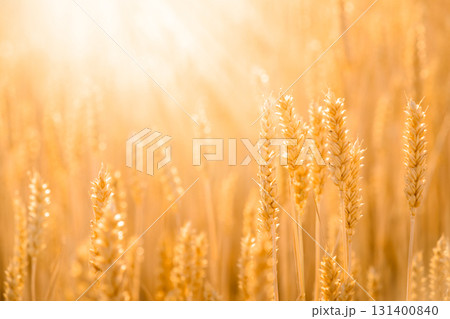 Gorgeous picture of grain field against bright sunlight in the morning Gorgeous picture of grain field against bright sunlight in the morning 131400840