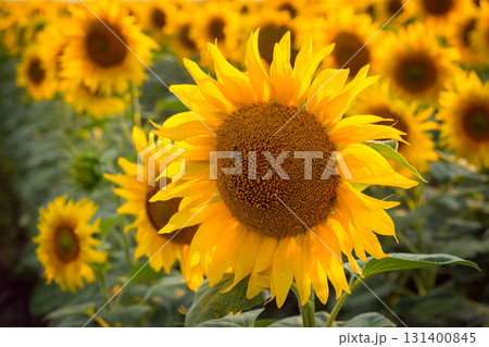 Close up picture of big golden sunflower against other plants in the field in the evening 131400845