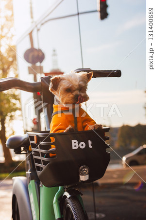 A charming Yorkshire terrier in an orange coat enjoys a bike ride in a basket. A yorkie dog in an orange coat sits in a bike basket, looking out with a leaf attached to its coat. A cute little doggy. 131400889