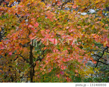 紅葉したモミジ 紅葉したモミジ 131400930