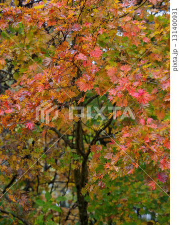 紅葉したモミジ 紅葉したモミジ 131400931