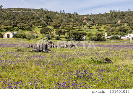A typical Alentejo landscape located in Portugal. Rural Alentejo landscape in Arronches, Portalegre. 131401013