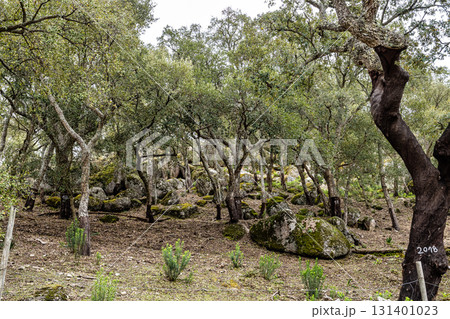 Hiking a walking route at Portalegre, Portugal. Percurso Pedestre de Galegos 131401023