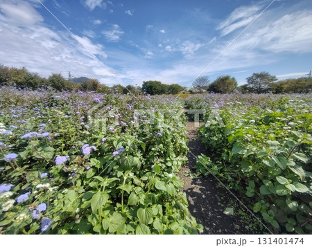 中之条ガーデンズ　スパイラルフィールド 131401474