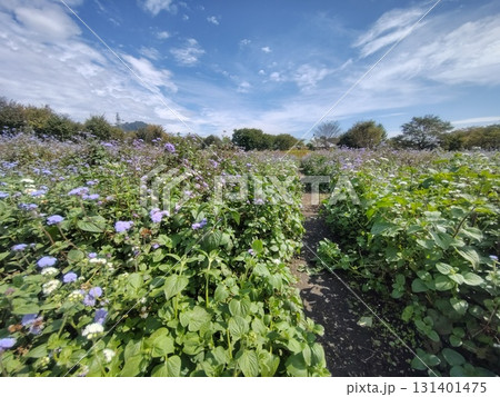 中之条ガーデンズ　スパイラルフィールド 131401475
