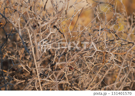 Tumbleweed plant Salsola kali in mountainous area of Cretan flora Tumbleweed plant Salsola kali in mountainous area of Cretan flora 131401570