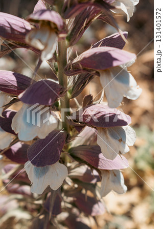 Acanthus flower in warm Mediterranean climate, nectar source for butterflies, plant Bears breeches Acanthus flower in warm Mediterranean climate, nectar source for butterflies, plant Bears breeches 131401572