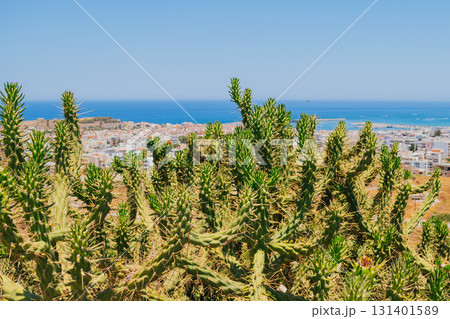 Tree like Austrocylindropuntia cactus in Crete with coastal town of Rethymno in the background in the Mediterranean Tree like Austrocylindropuntia cactus in Crete with coastal town of Rethymno in the background in the Mediterranean 131401589