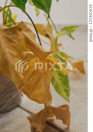 Arrowhead vine houseplant with yellow and green leaves starting to dry from lack of watering 131401619