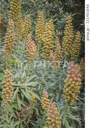 Small flowered or rusty foxglove Digitalis ferruginea growing in mountainous areas Small flowered or rusty foxglove Digitalis ferruginea growing in mountainous areas 131401648